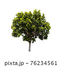 Tree isolated on white background. 76234561