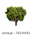 Tree isolated on white background. 76234562