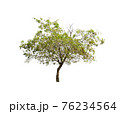 Tree isolated on white background. 76234564