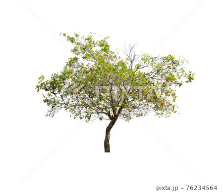 Tree isolated on white background. Tree isolated on white background. 76234564