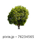 Tree isolated on white background. 76234565