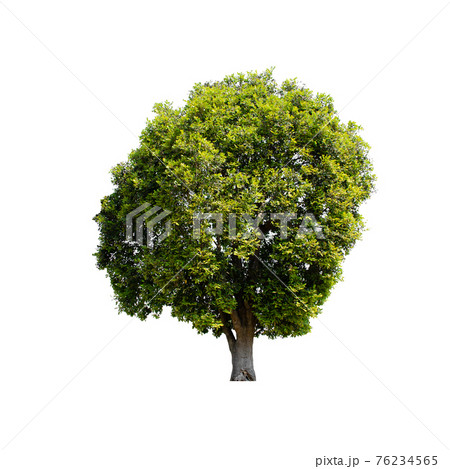 Tree isolated on white background. Tree isolated on white background. 76234565
