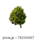 Tree isolated on white background. 76234567