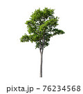 Tree isolated on white background. 76234568