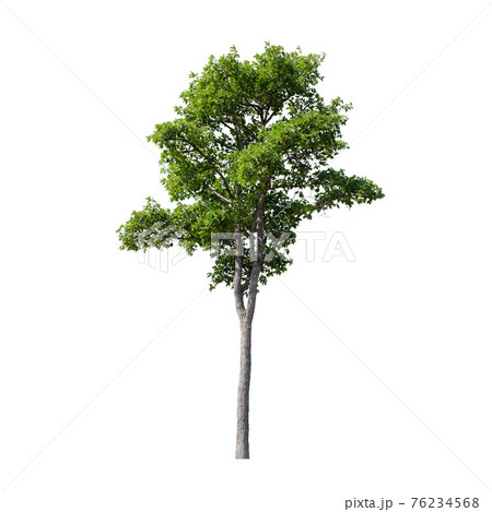 Tree isolated on white background. Tree isolated on white background. 76234568