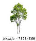Tree isolated on white background. 76234569