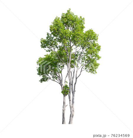 Tree isolated on white background. Tree isolated on white background. 76234569
