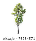 Tree isolated on white background. 76234571