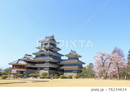 桜咲く春の国宝松本城 76234614