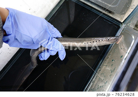 水槽に吸い付くヤツメウナギ 76234628