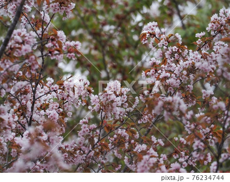 ひっそりと咲くピンクの満開の山桜 ひっそりと咲くピンクの満開の山桜 76234744