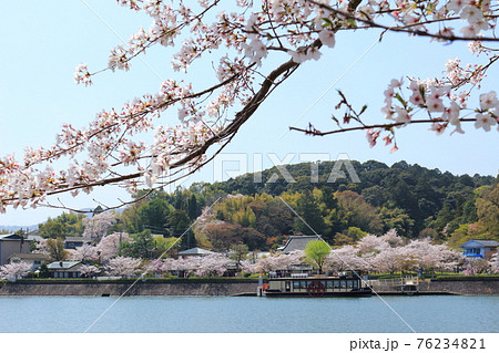 瀬田川対岸から眺めた春の石山寺周辺の風景 76234821