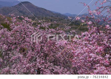 身延山下山地区　登山道路のしだれ桜 76234842