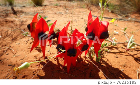 オーストラリア 砂漠に咲く真っ赤な花の写真素材