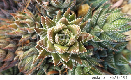 白点模様の花のような多肉植物 白点模様の花のような多肉植物 76235191