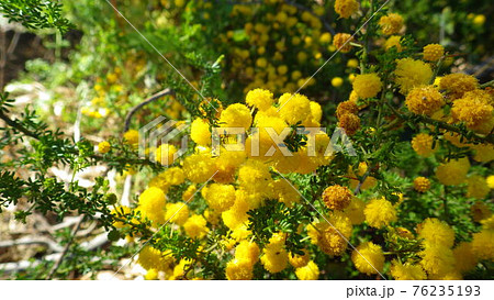 【International Women's Day】可憐なミモザの花 76235193