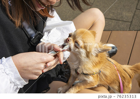 チュールを食べる犬の写真素材