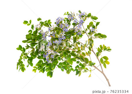 Close up Lignum Vitae (Guaiacum officinale Linn) and green leaves on black background isolated Close up Lignum Vitae (Guaiacum officinale Linn) and green leaves on black background isolated 76235334