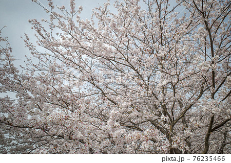 夢みなと公園の満開の桜（鳥取県境港市） 76235466
