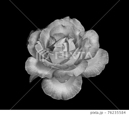 Beautiful rose isolated on black background Beautiful rose isolated on black background 76235584