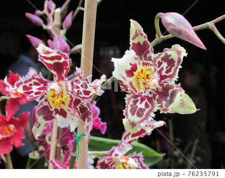 コロンビアのラン・蘭 76235791