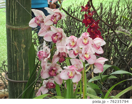 コロンビアのラン・蘭 コロンビアのラン・蘭 76235794