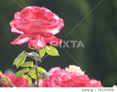 薔薇　【谷津バラ園にて】 76235906