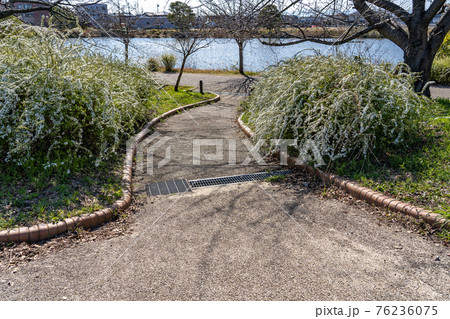 名古屋市港区 戸田川緑地公園から見た戸田川と雪柳 名古屋市港区 戸田川緑地公園から見た戸田川と雪柳 76236075