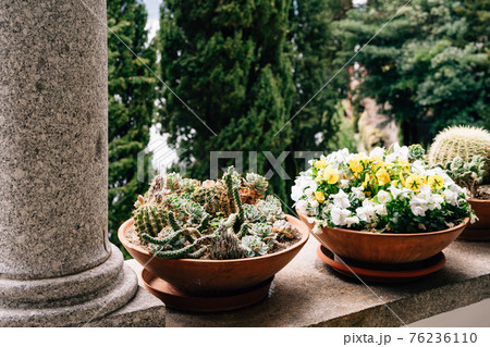 Flower pots-plates made of brown clay with cacti, succulents and flowers. Flower pots-plates made of brown clay with cacti, succulents and flowers. 76236110