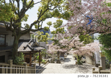 浪速高津宮（高津神社）表参道　帰り道　2021年3月　桜　春 76236381