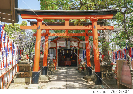 高倉稲荷神社 浪速高津宮(高津神社)2021年3月 桜 春 高倉稲荷神社 浪速高津宮(高津神社)2021年3月 桜 春 76236384