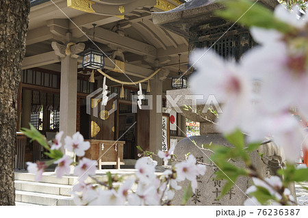 浪速高津宮（高津神社）拝殿　桜　前ボケ 76236387