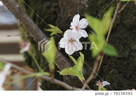 浪速高津宮(高津神社)境内の桜 胴吹き桜 浪速高津宮(高津神社)境内の桜 胴吹き桜 76236392