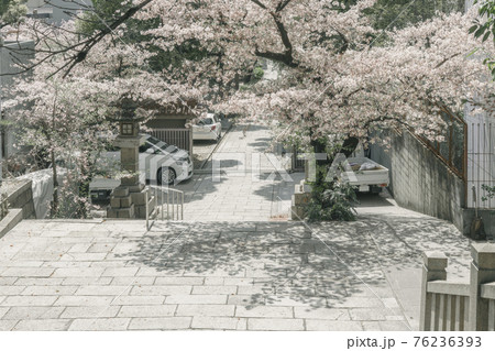 浪速高津宮（高津神社）表参道　帰り道　2021年3月　桜　春 76236393