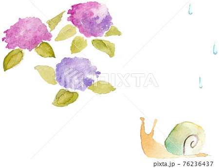 紫陽花とカタツムリのイラストのイラスト素材