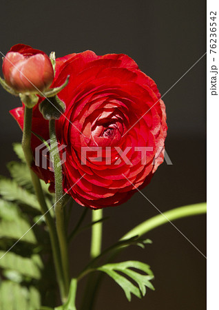 赤いラナンキュラスの花があります の写真素材