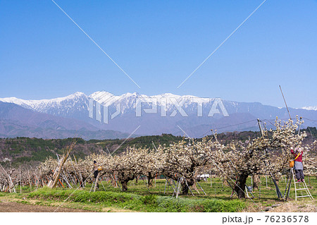 (長野県)果樹園農作業、向こうにアルプスの山並み (長野県)果樹園農作業、向こうにアルプスの山並み 76236578