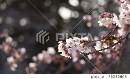 桜 桜 76236668