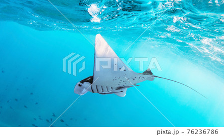 Underwater view of hovering Giant oceanic manta ray Underwater view of hovering Giant oceanic manta ray 76236786