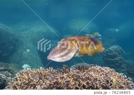 コブシメ 76236805