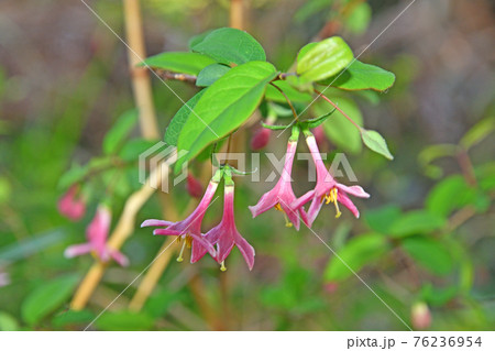 樹木 ウグイスカグラ スイカズラ科の写真素材