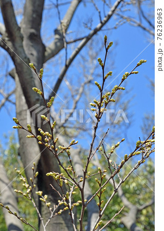 樹木：エノキ　アサ科 76236963