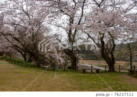津幡町の桜 76237511
