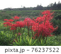 野に咲く赤い彼岸花の群生 76237522