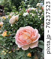 ピンクのイングリッシュローズ 76237523
