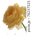 黄色のイングリッシュローズ 76237525
