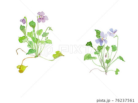 Viola grypoceras タチツボスミレ 76237561