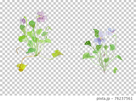 Viola grypoceras タチツボスミレ 76237561