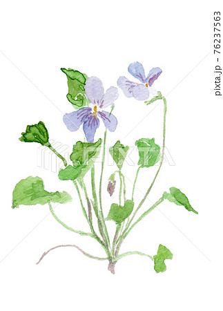 Viola grypoceras タチツボスミレ 76237563