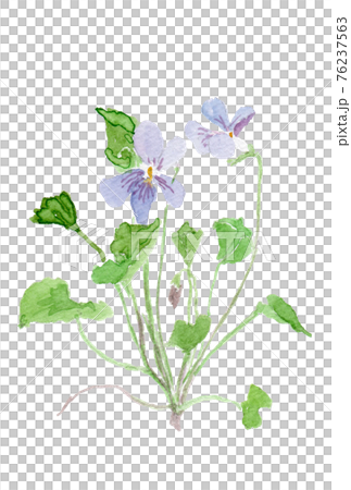 Viola grypoceras タチツボスミレ 76237563